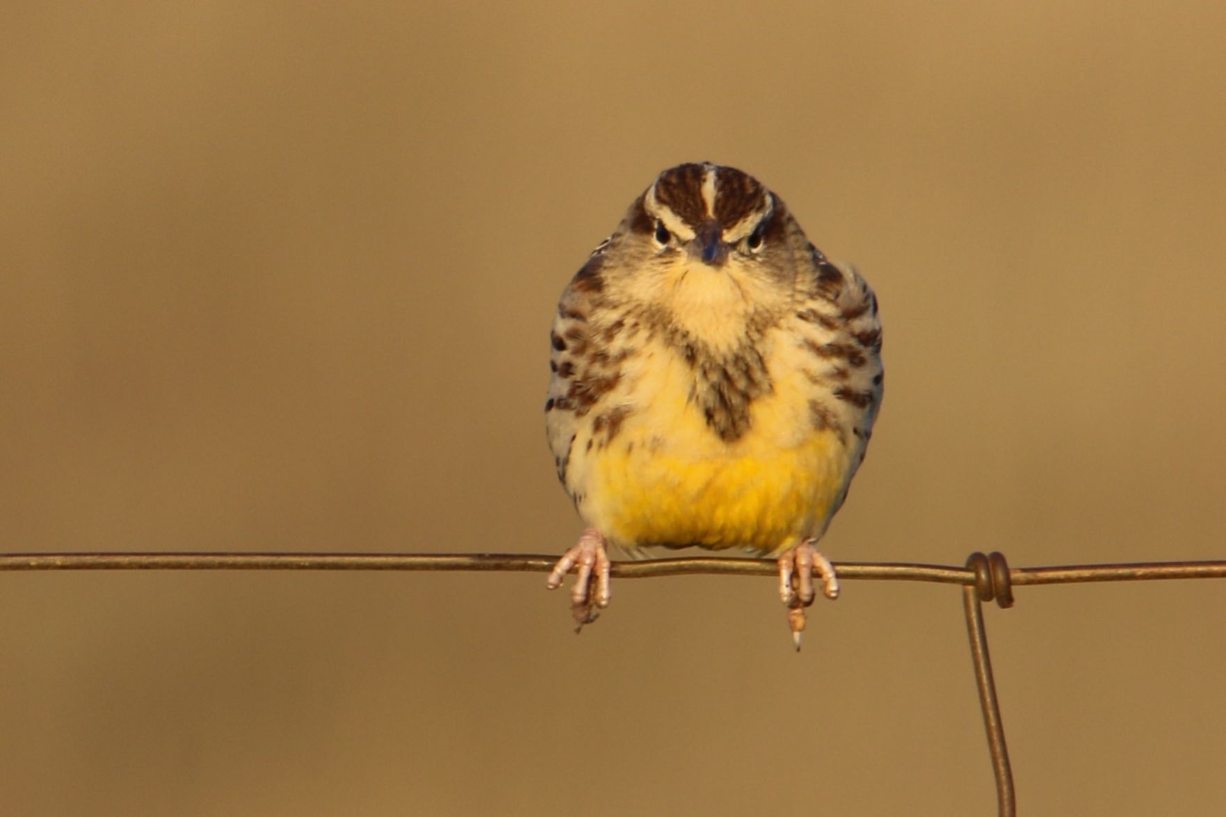 ND State Bird
